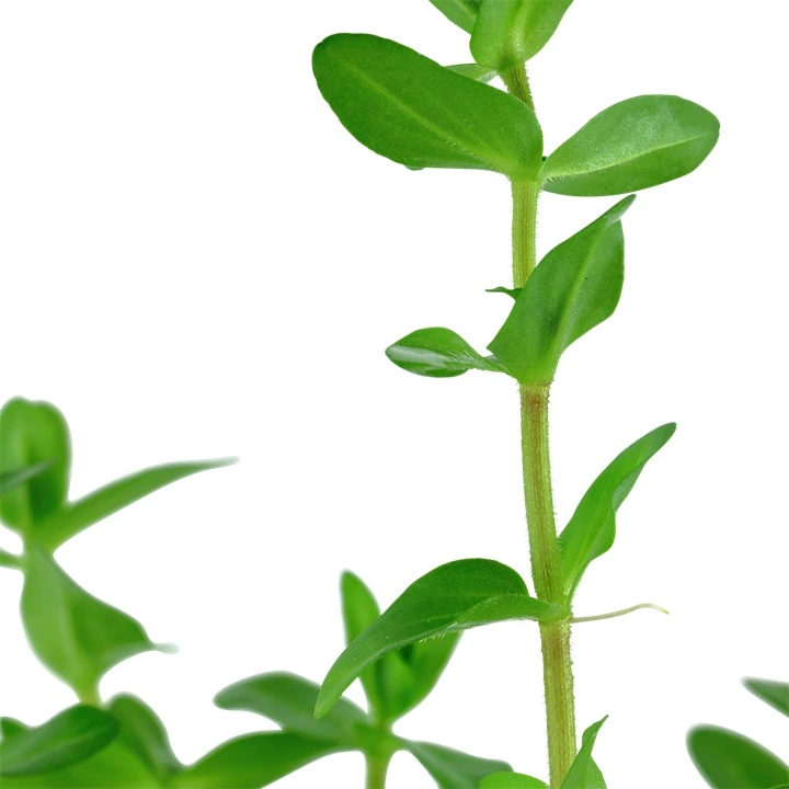 Tropica Akvarieplante i potte Bacopa caroliniana