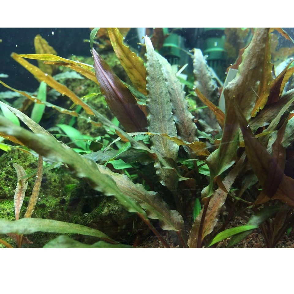 Cryptocoryne undulata Broad Leaf 1-2-GROW