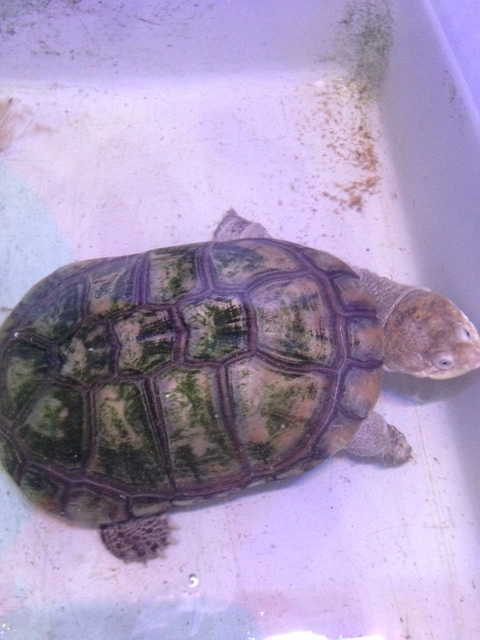 Afrikansk hjelmskildpadde (Pelomedusa subrufa)