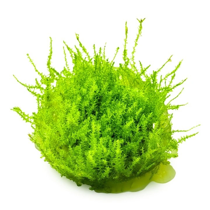 Tropica Leptodictyum riparium 1-2-Grow