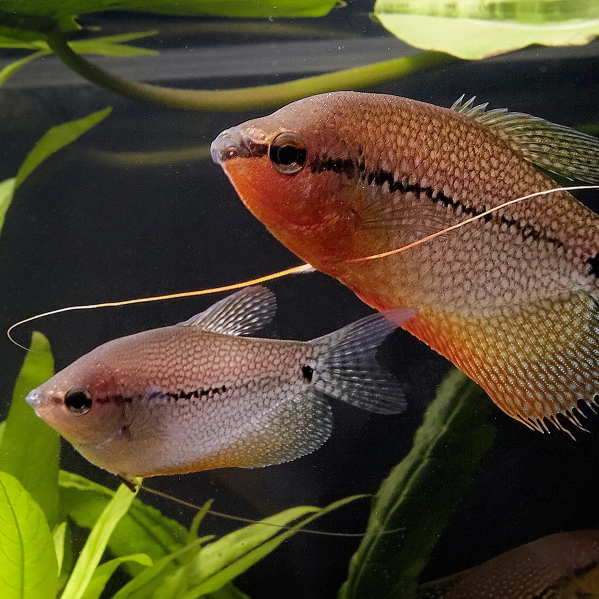 Perle gurami (Trichogaster leeri)