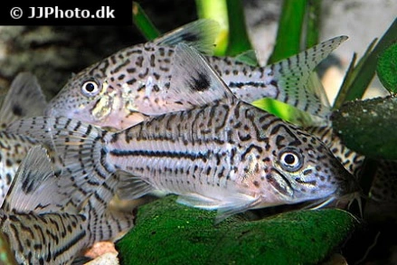 Pansermalle Corydoras Leopardus C-102