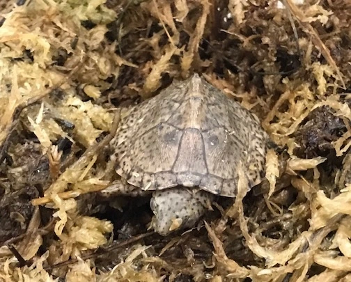 Razorback moskusskildpadde (stenotherus carinatus)