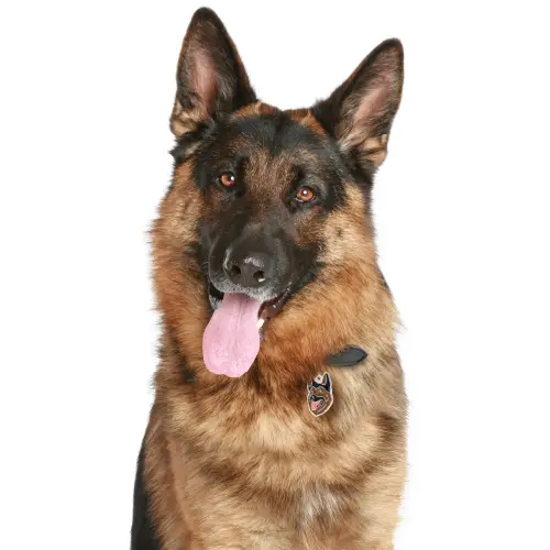 My Family Hundetegn Friends Schæferhund Brun