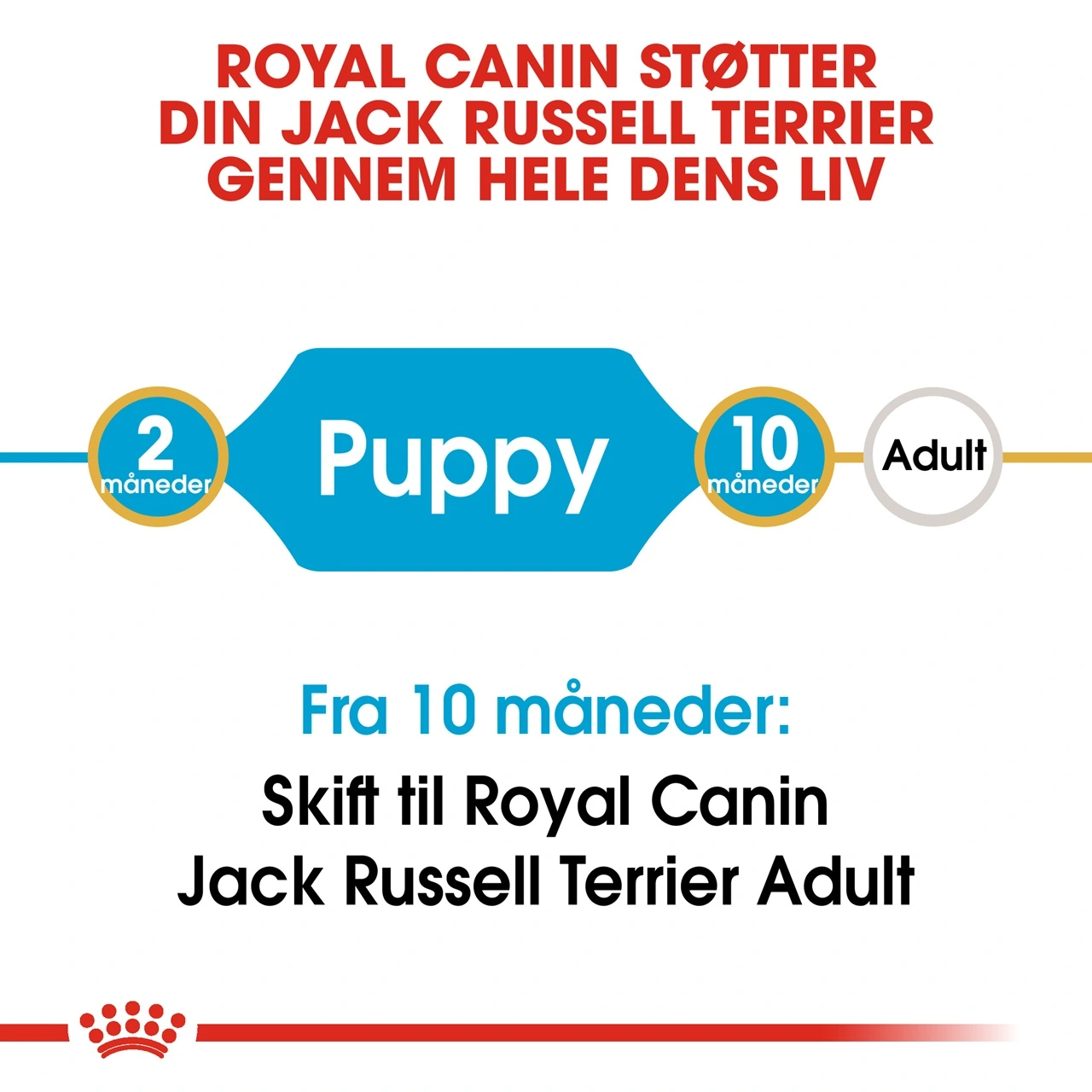 Royal Canin Jack Russell Puppy 1,5 kg - hvalpefoder til energi og vækst