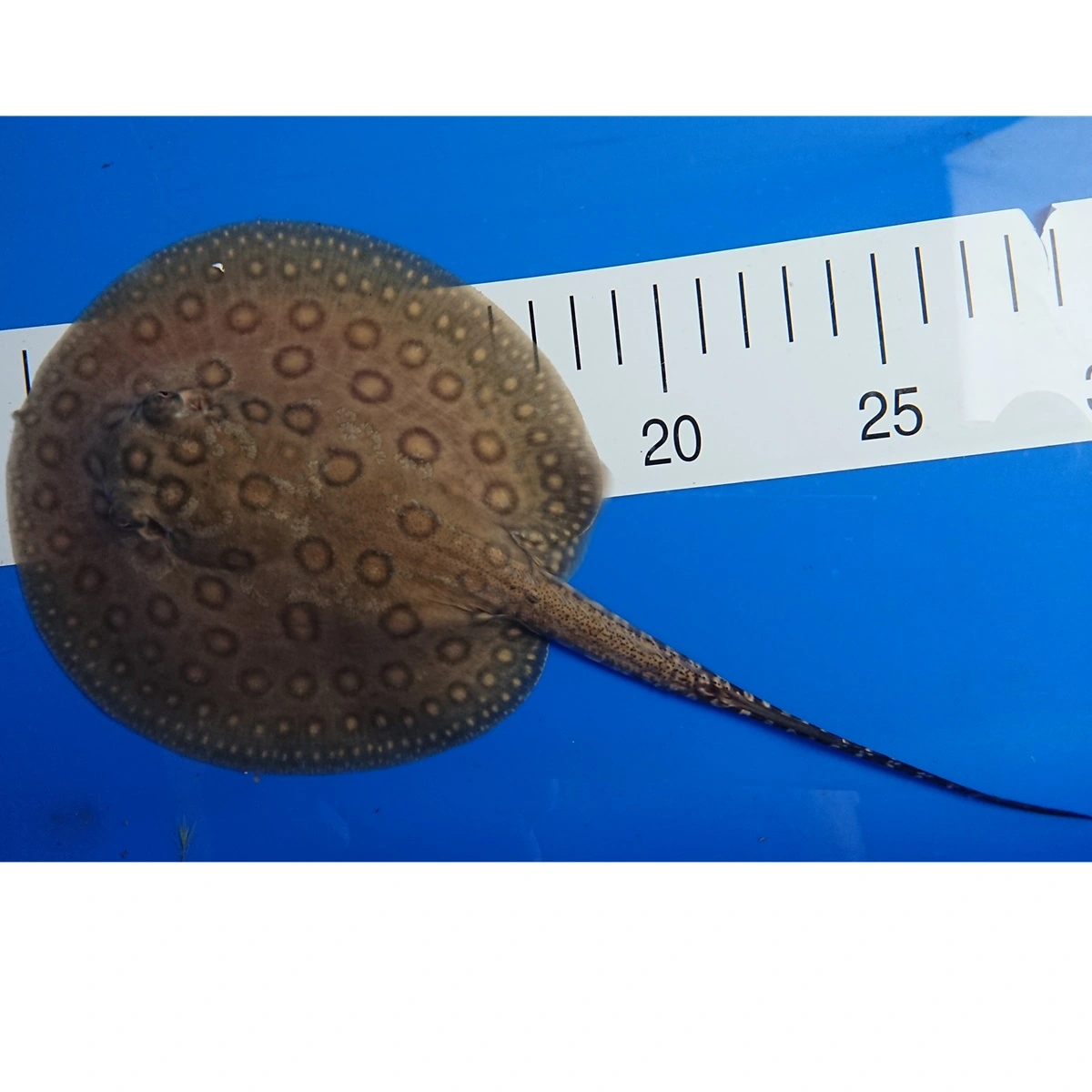 Ferskvandsrokke Potamotrygon Motoro Hun Ø 25 cm