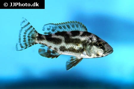 Kalingono Cichlide (Nimbochromis livingstonii)