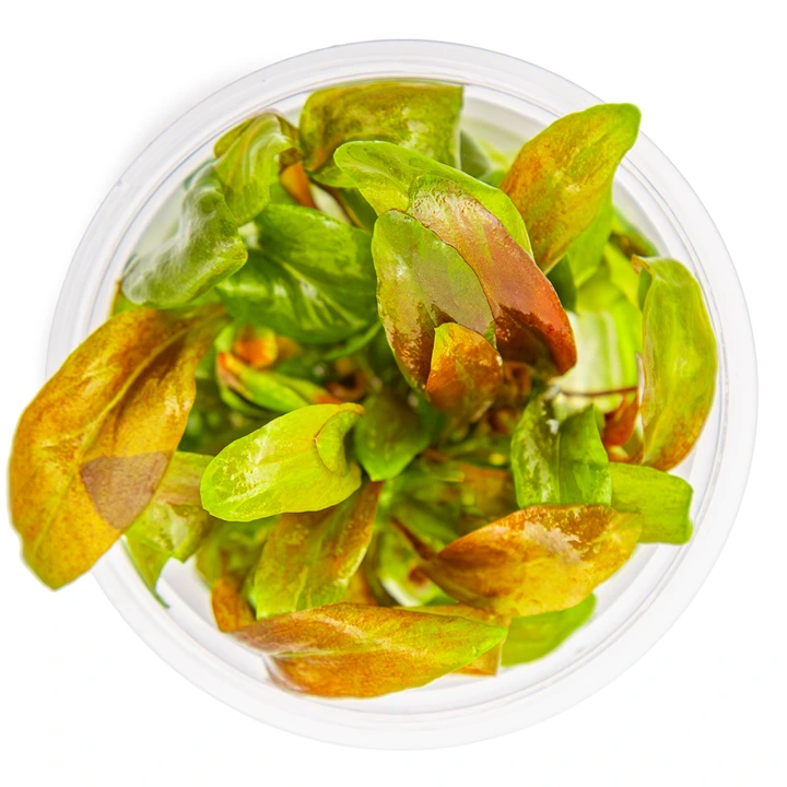 Tropica Lysimachia parvifolia Red 1-2-Grow