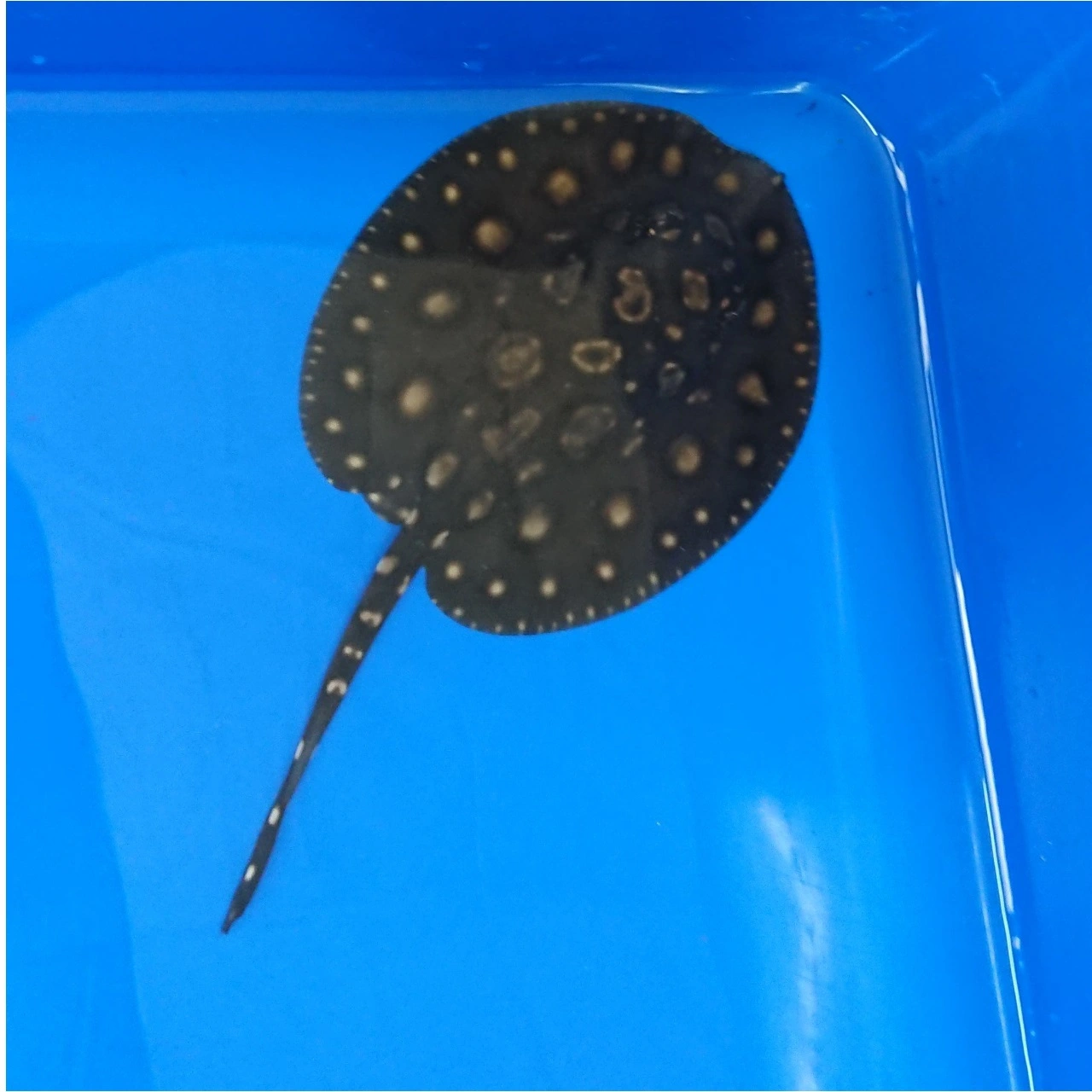 Ferskvandsrokke Potamotrygon Black Diamond Big Spot Ø 10 cm
