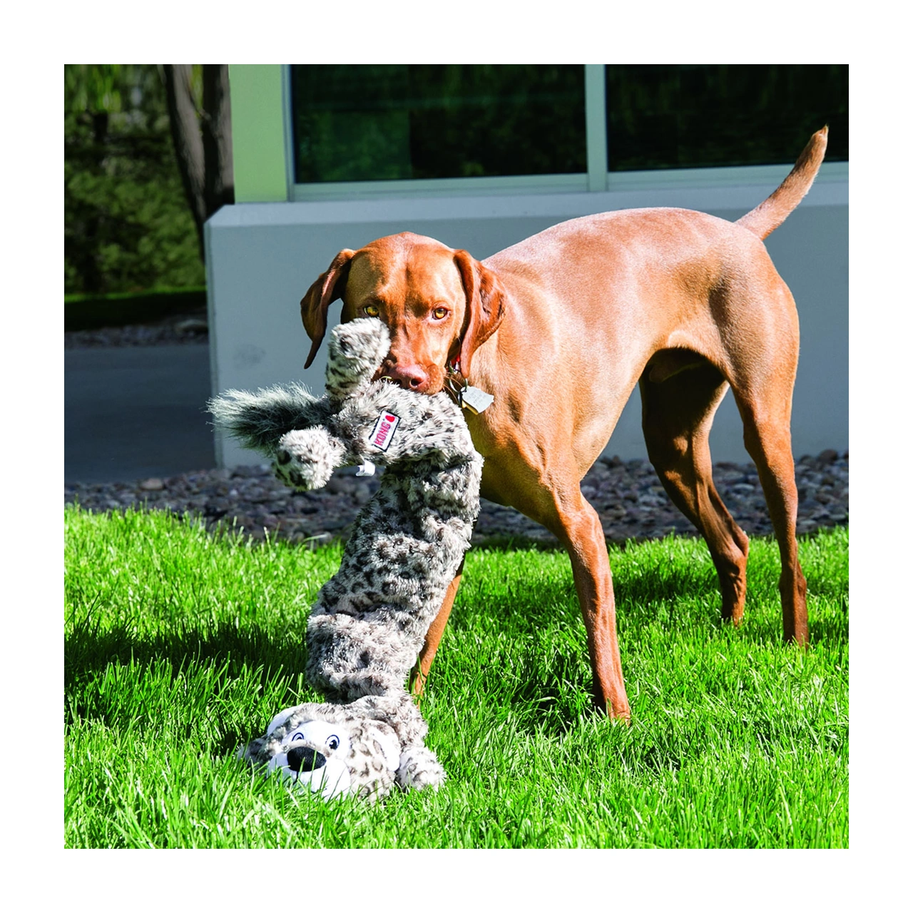 KONG Stretchezz Jumbo Tiger XL 58 cm - stor hundebamse med lyd
