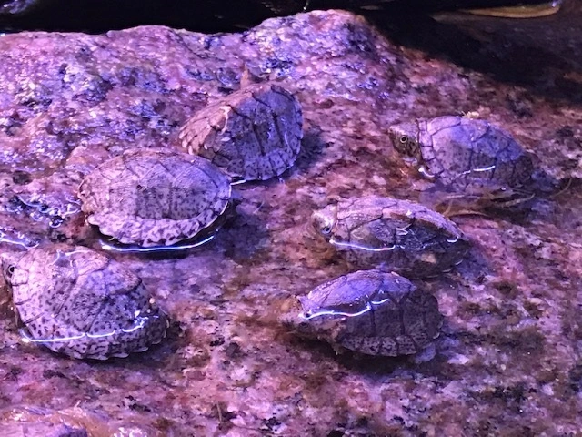 Razorback moskusskildpadde (stenotherus carinatus)