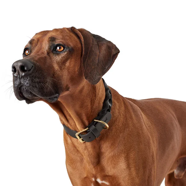 Hunter Sansibar Solid 45 Hundehalsbånd i læder - 34-40 cm
