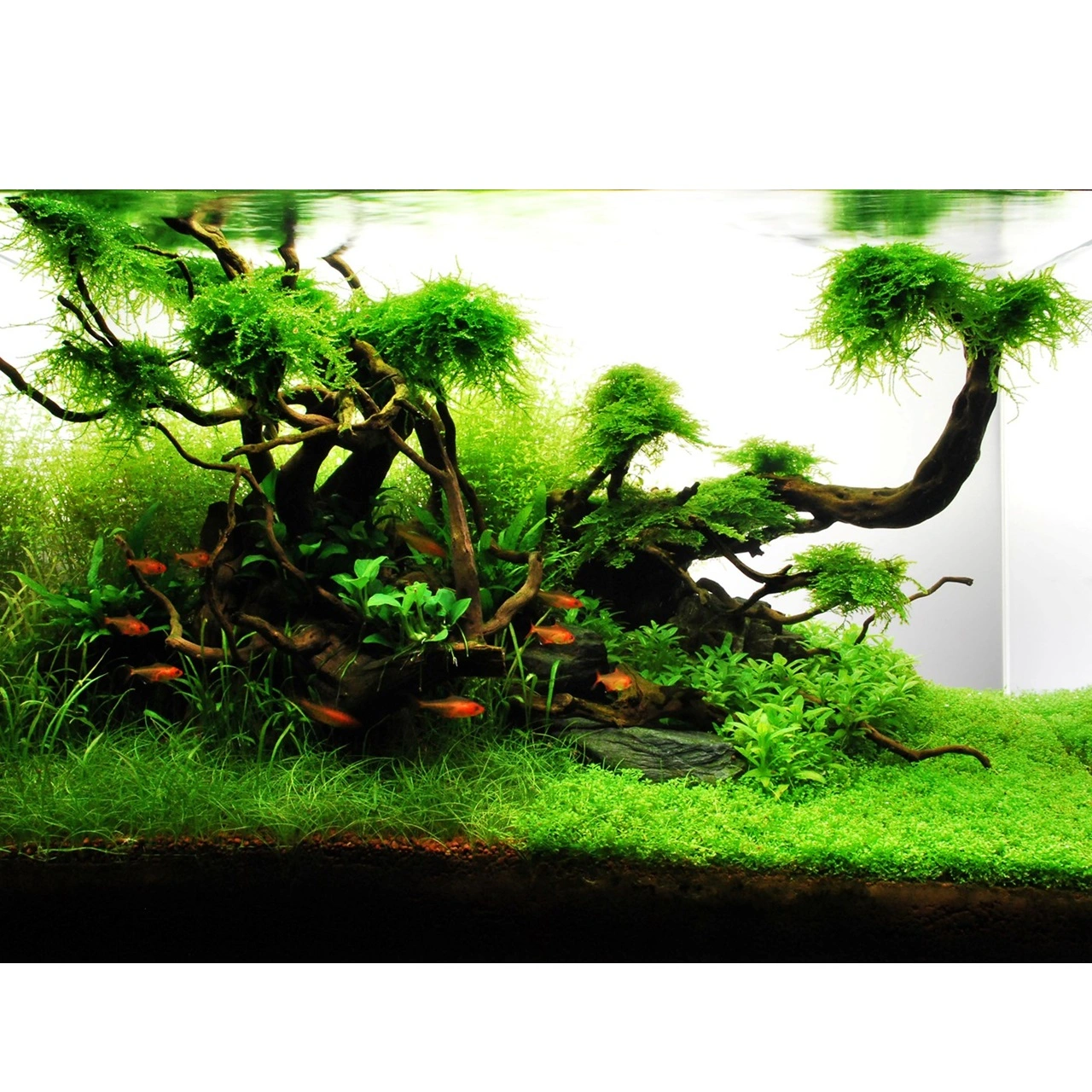 Tropica Akvarieplante i potte Lilaeopsis brasiliensis