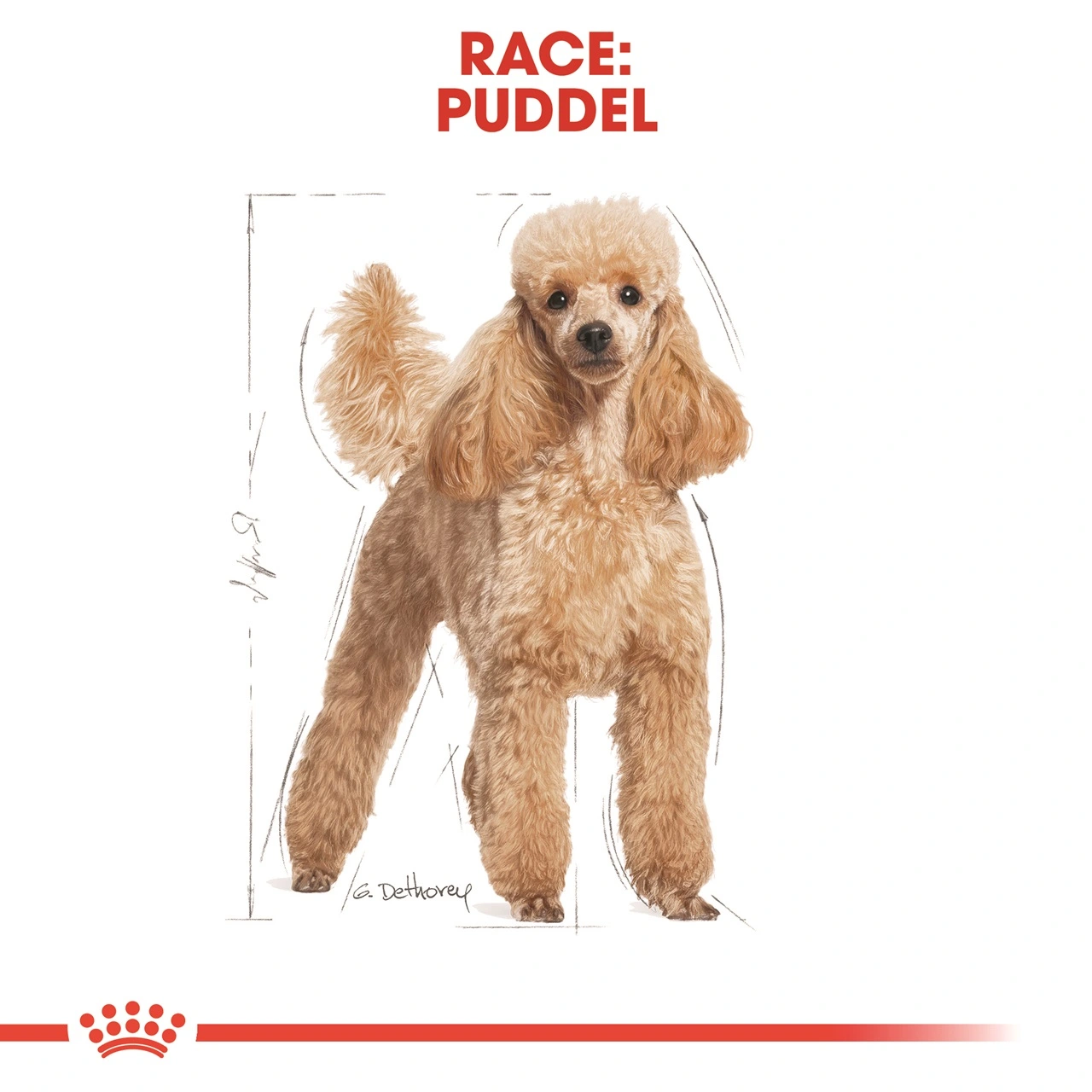 Royal Canin Poodle Adult 7,5 kg - tørfoder til voksne pudler