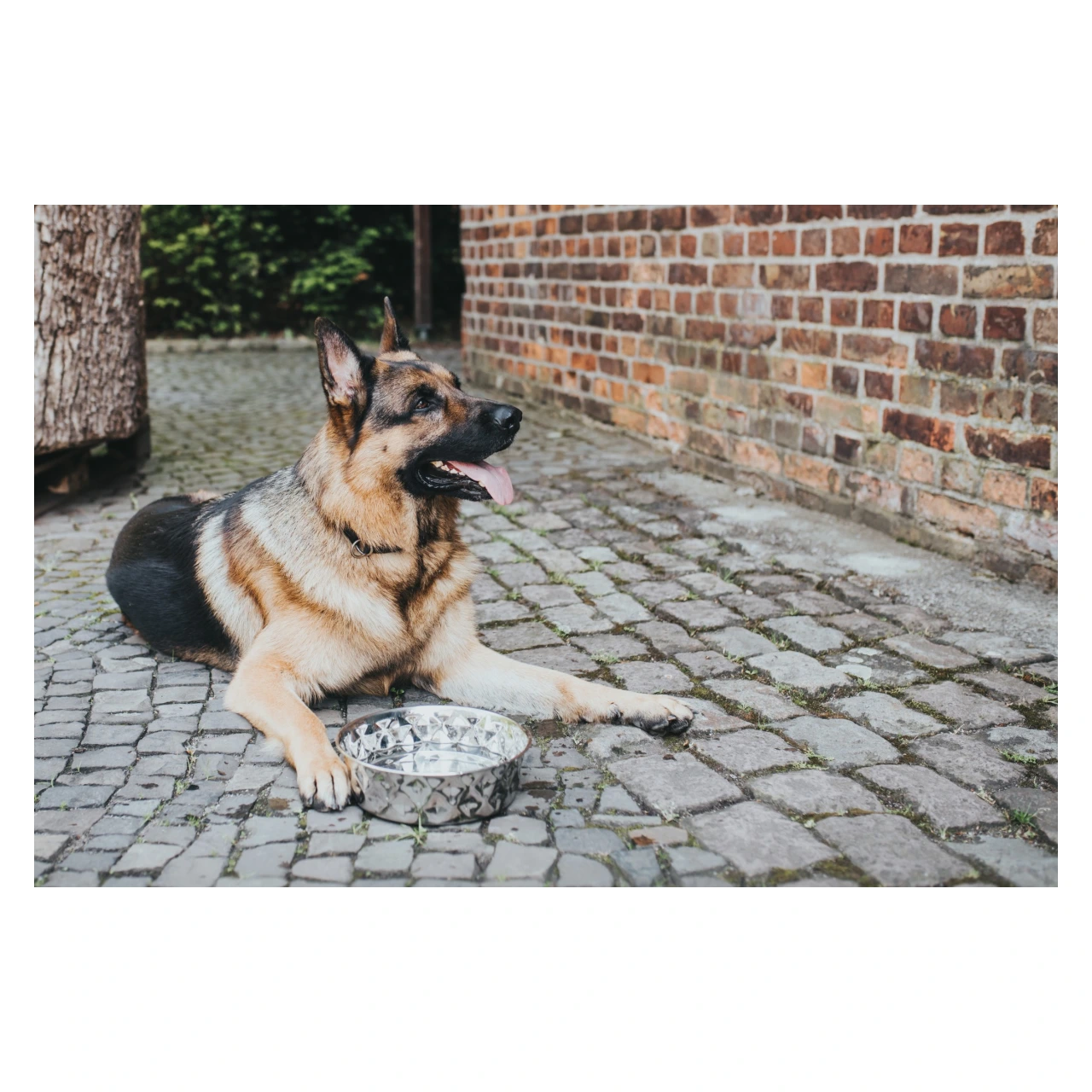 Hunter Namy rustfri skål 550 ml - skridsikker foder- og vandskål