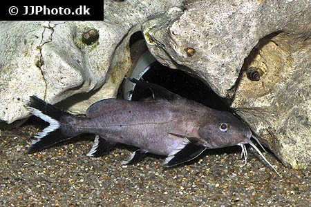 Synodontis Granulosus Hvidsømmet Skægmalle