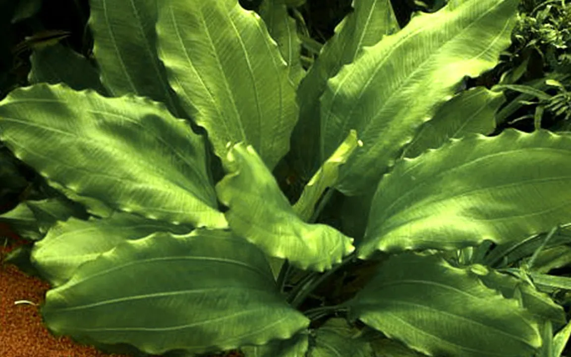 Tropica Akvarieplante i potte Echinodorus Aquartica