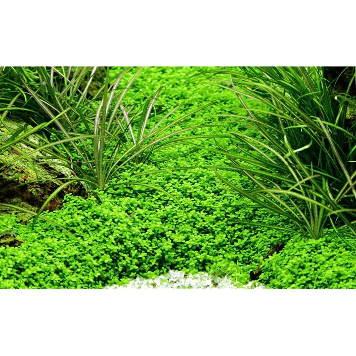 Tropica Micranthemum callitrichoides Cuba 1-2-GROW