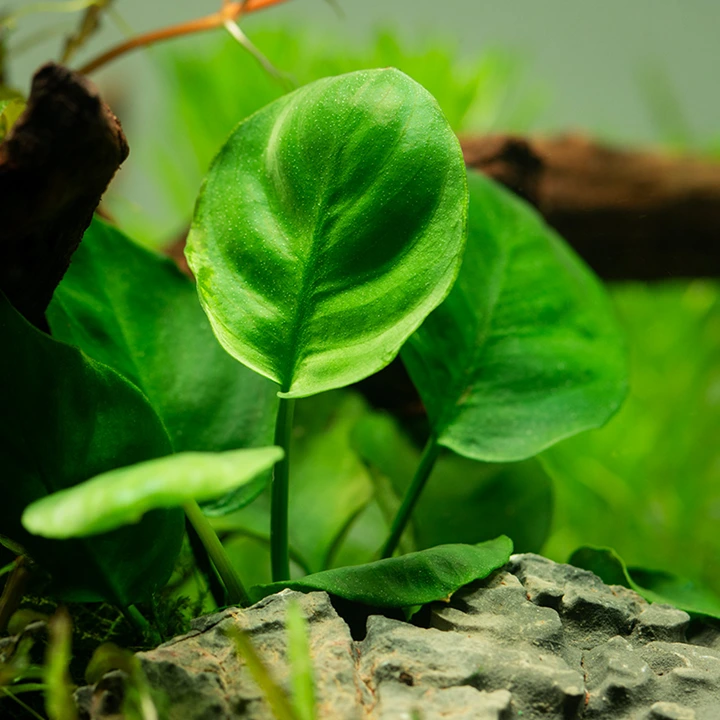 Tropica Akvarieplante i potte Anubias barteri Coin Leaf