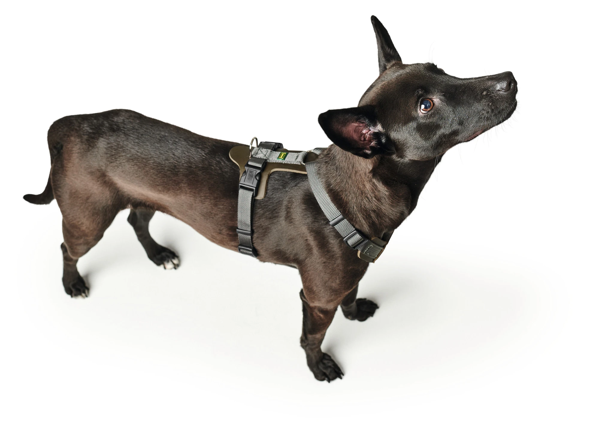 Hunter Mixed Aalborg læder hundesele XS-S grøn/grå hals 40-50 cm - komfort og kvalitet