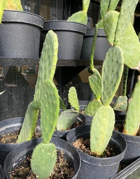 Figenkaktus til landskildpadder (Opuntia ficus indica)