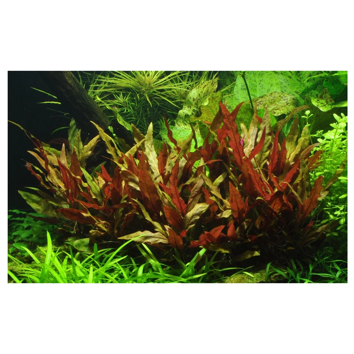 Tropica Akvarieplante i potte Alternanthera reineckii Pink