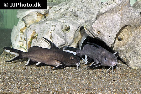 Synodontis Granulosus Hvidsømmet Skægmalle