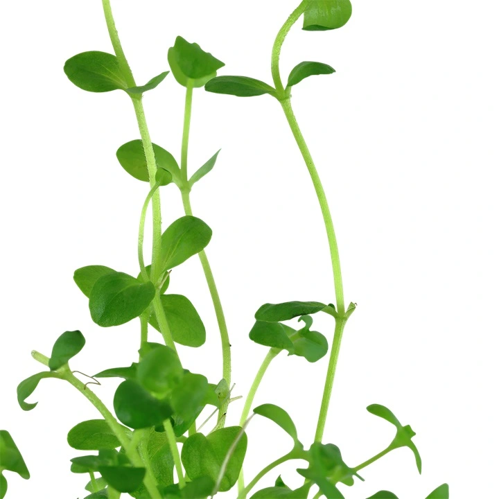 Tropica Akvarieplante i potte Bacopa australis