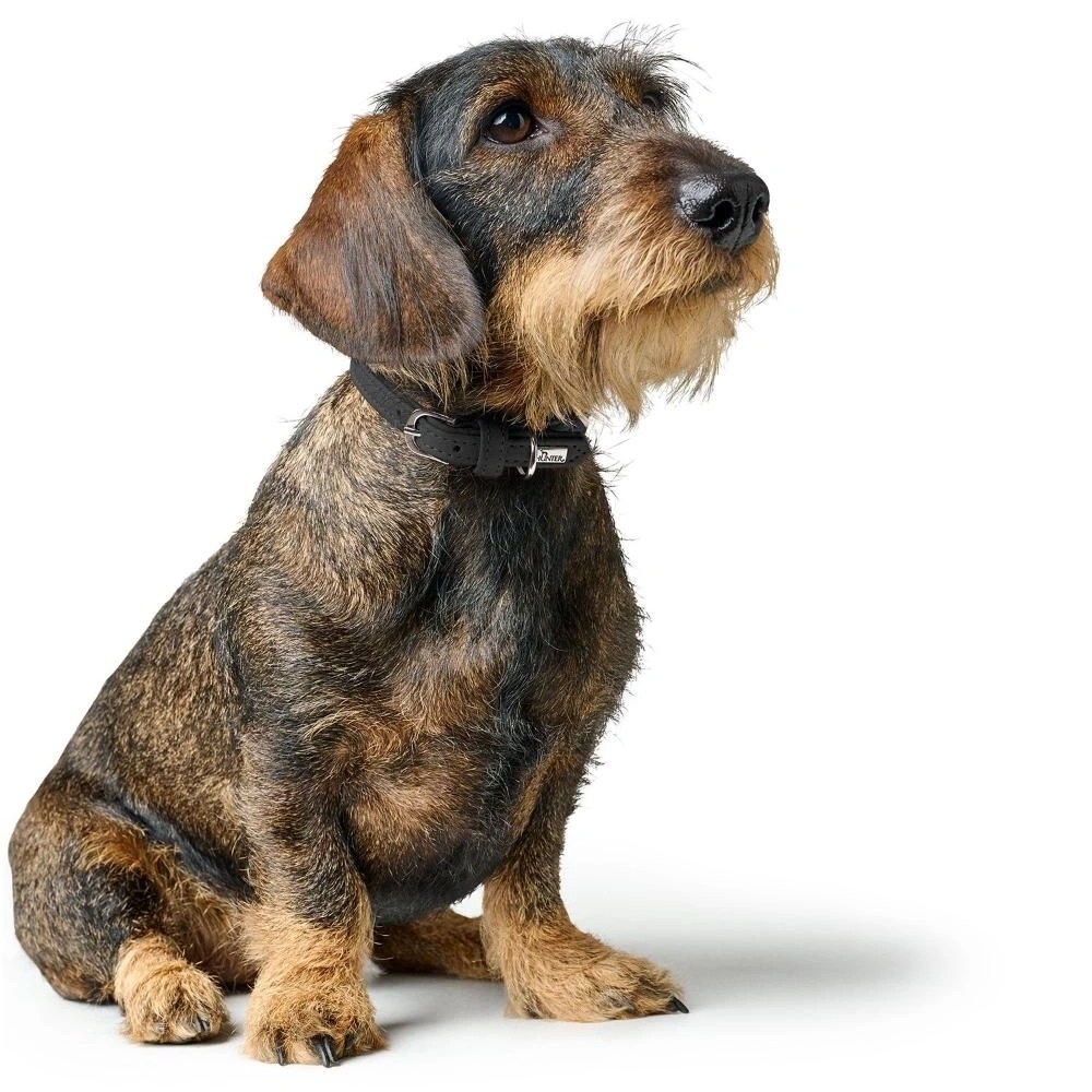Hunter Soho Mini Hundehalsbånd Sort 14-18 cm