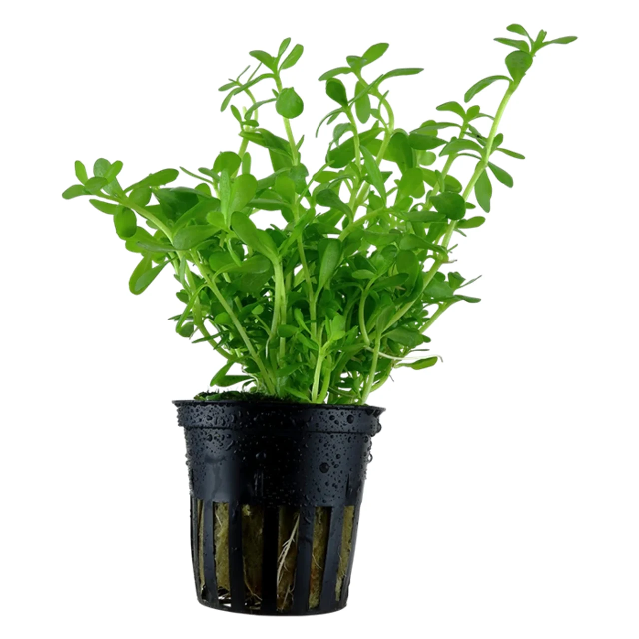 Tropica PCS Pot Bacopa monnieri Compact x 3