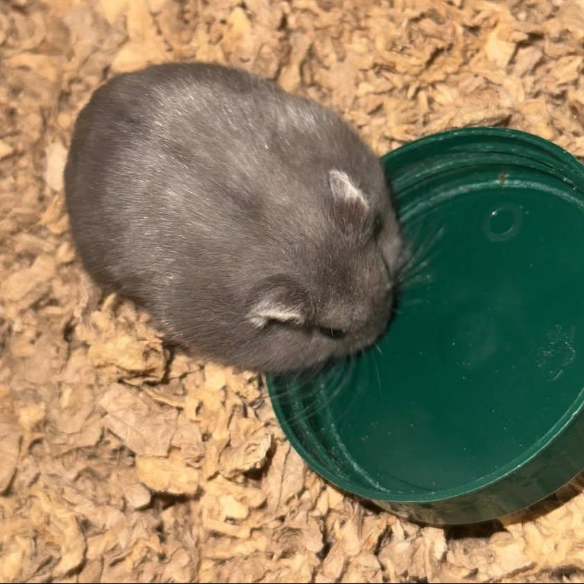 Muffin Dværghamster (Phodophus sungorus)