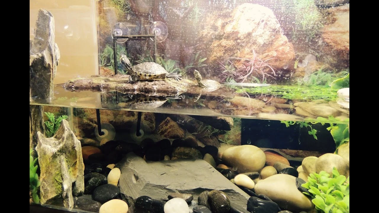 Exo Terra Turtle Bank med magnet lille