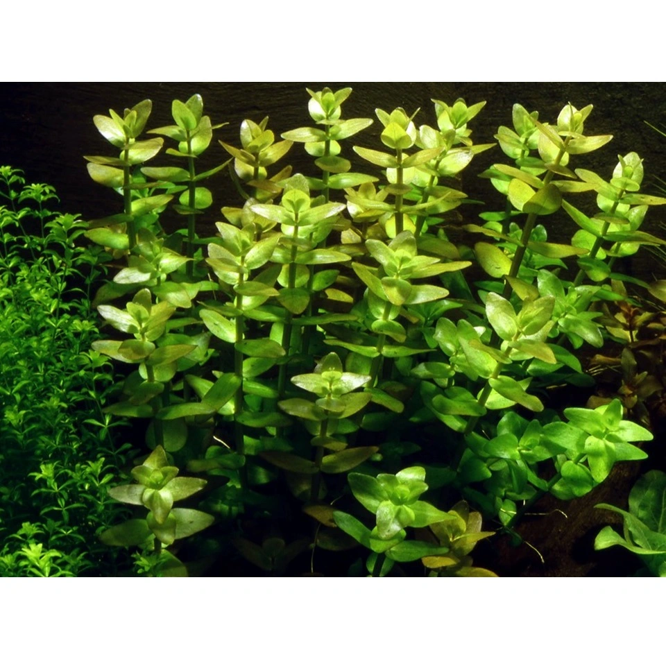 Tropica Bacopa caroliniana 1-2-GROW