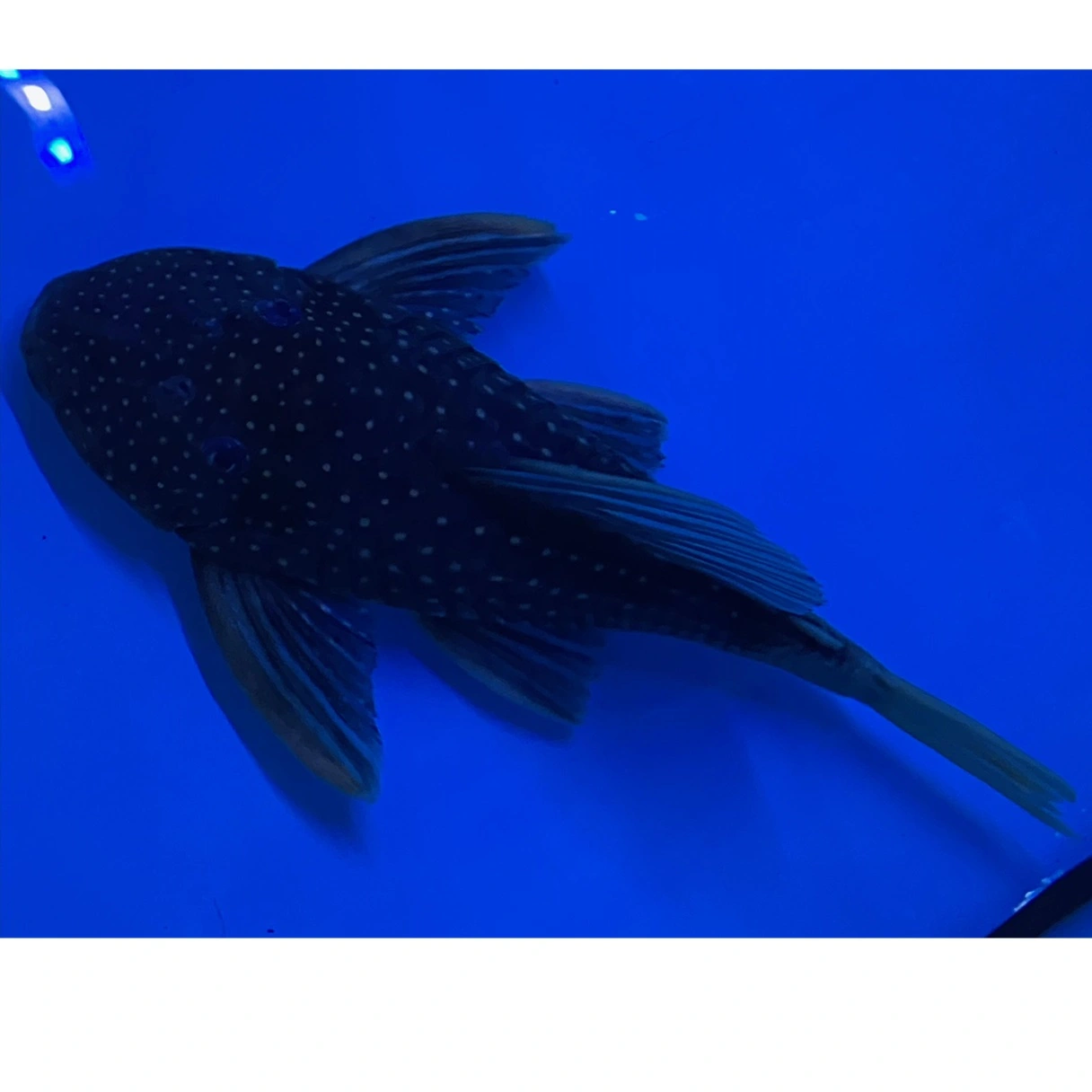 Hypostomus Luteus 22-24 cm Fase 2