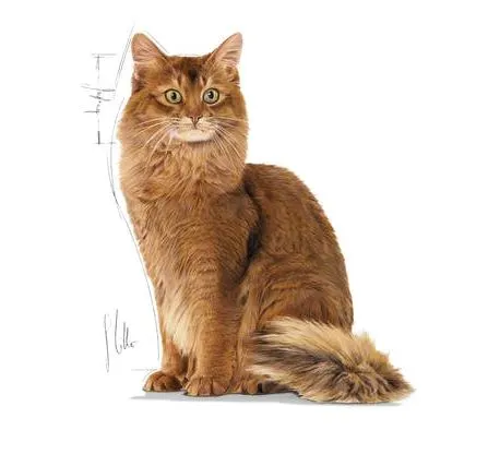 Royal Canin Light Weight Jelly vådfoder 85 g