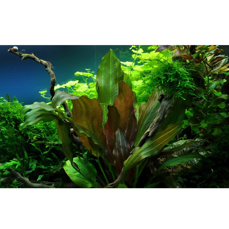 Tropica Echinodorus Reni 1-2-GROW x 3