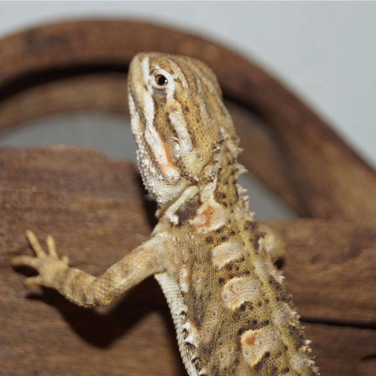 Dværgskægagame ungdyr (Pogona Henrylawsoni)
