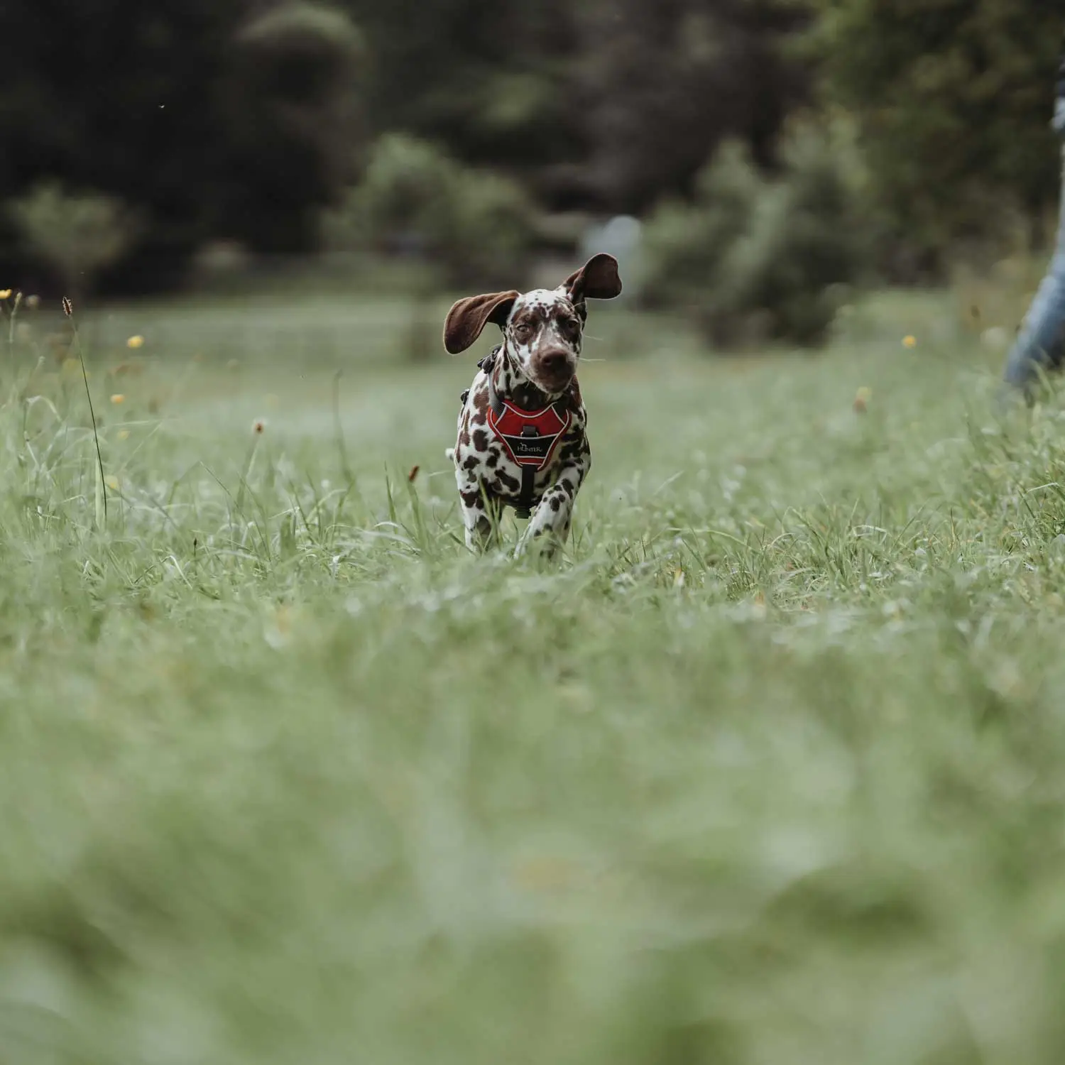 Hunter Divo hundesele S-M rød/grå just mave 52-68 cm - Fleksibel støtte til aktive ture