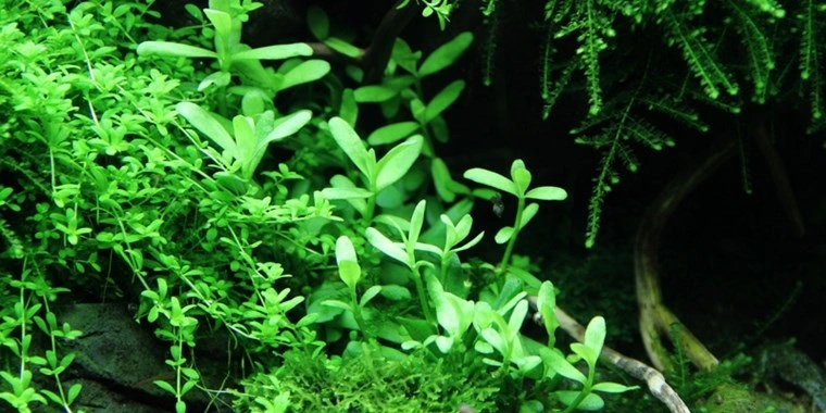 Tropica PCS Pot Bacopa Compact x 3
