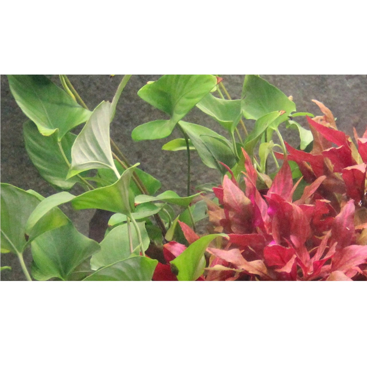 Tropica Akvarieplante i potte Anubias Gracilis