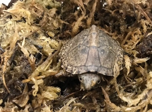 Razorback moskusskildpadde (stenotherus carinatus)