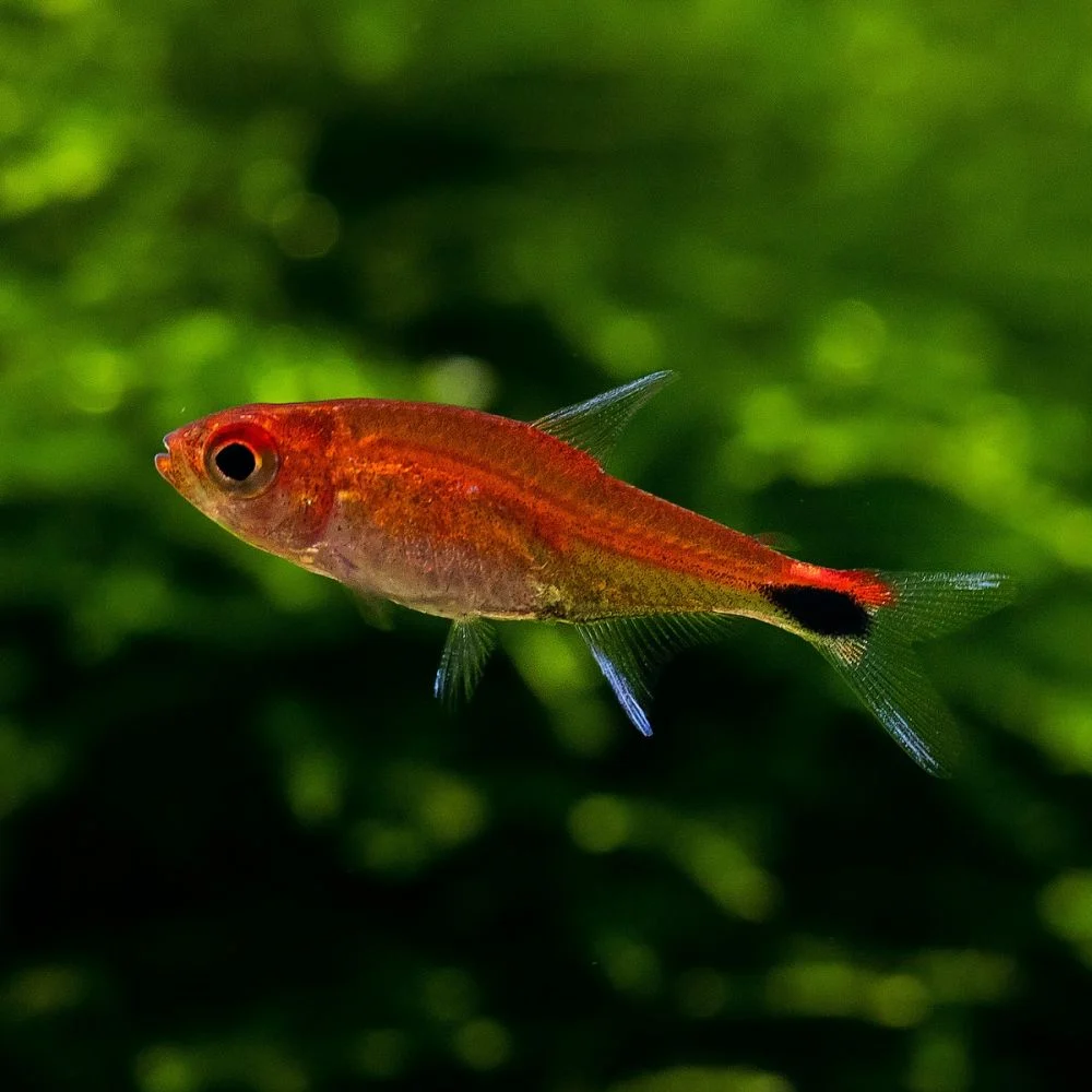 Ruby Tetra - Axelrodia riesei