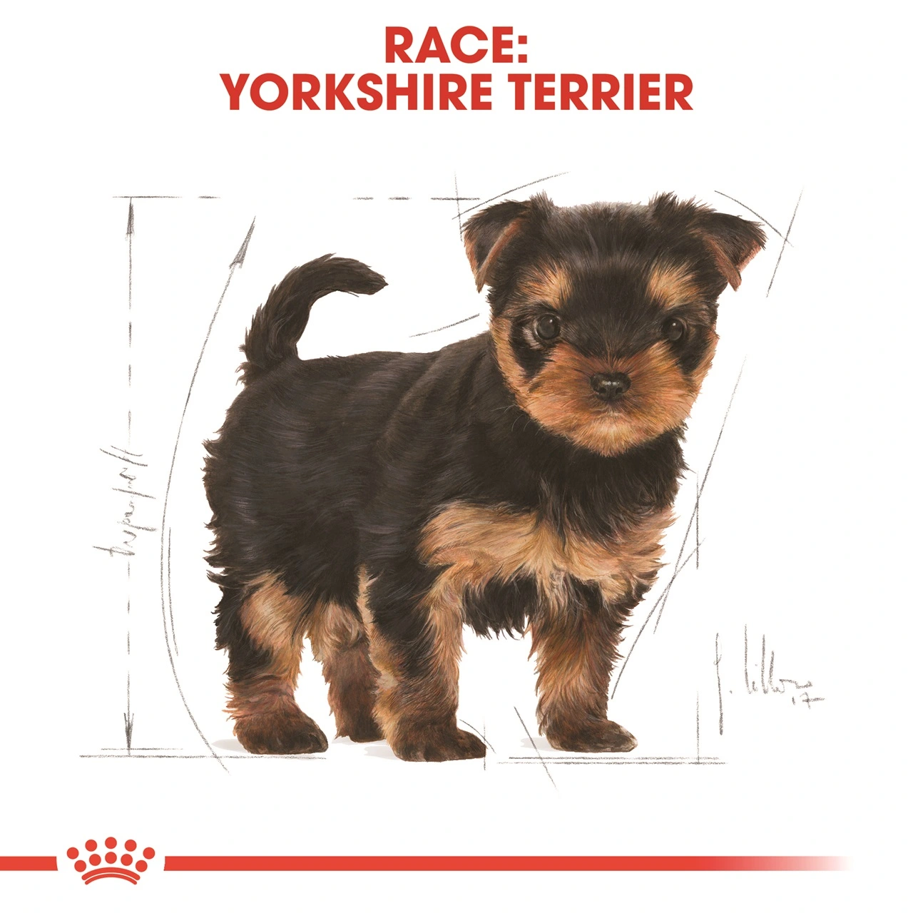 Royal Canin Yorkshire Terrier Puppy 1,5 kg - tørfoder til hvalpe