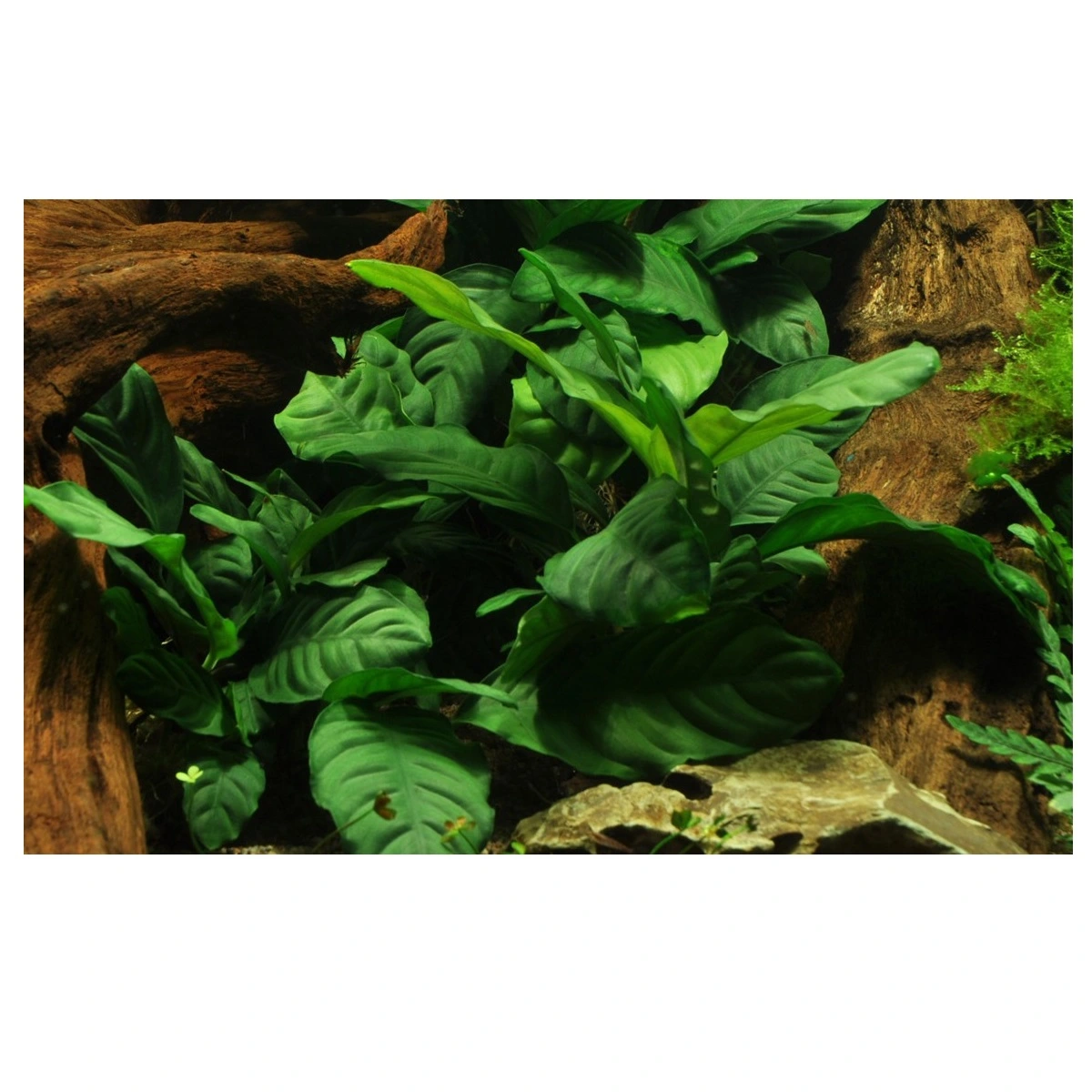 Tropica Akvarieplante i potte Anubias barteri coffeefolia