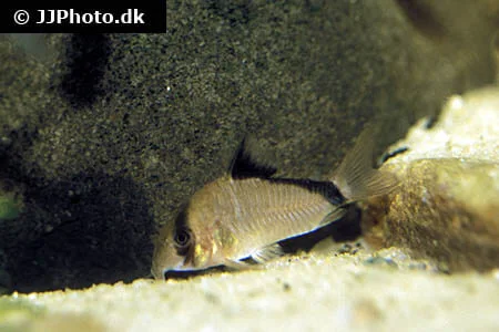 Pansermalle Corydoras Metae