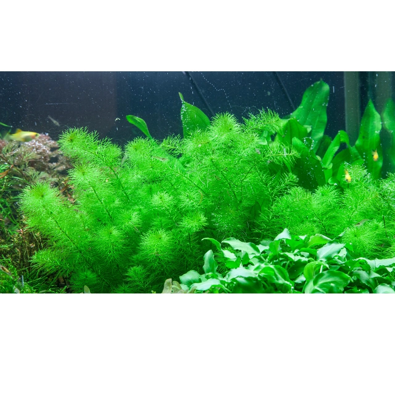 Tropica Myriophyllum Guyana Mini 1-2-GROW