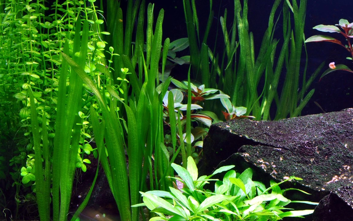Tropica Vallisneria americana Natans bundt plantestængler