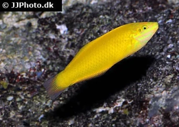 Gul gylte (Halichoeres chrysus)