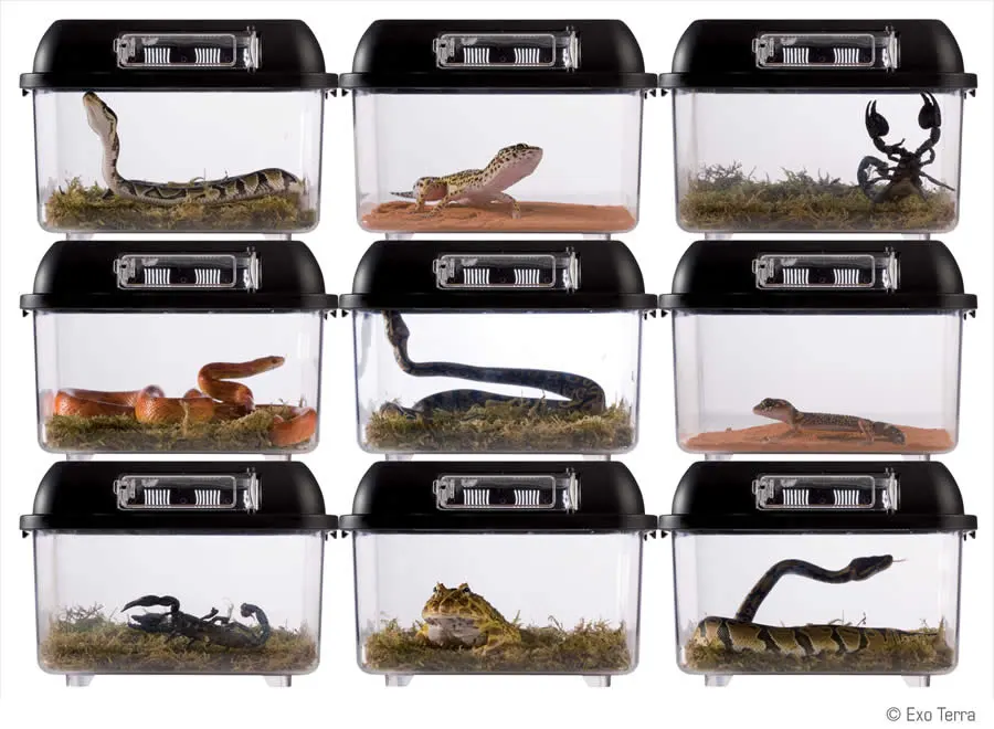 Exo Terra Breeding box (lille)