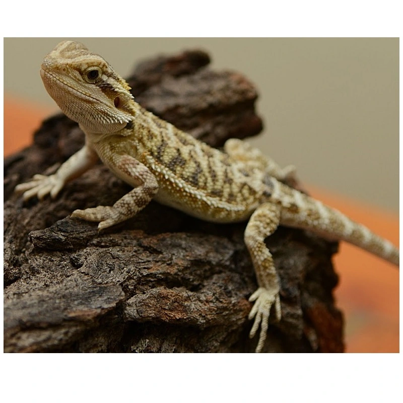 Skægagame ungdyr (Pogona Vitticeps)